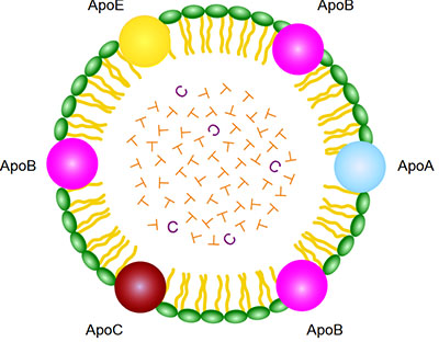Лабораторная диагностика ишемической болезни сердца в Центре Современной Кардиологии