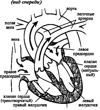 Детский кардиолог в Центре Современной Кардиологии